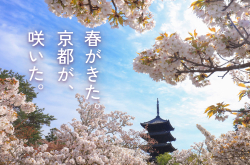 熊谷美術織物製『紫地鳳凰金襴 裏千家 十五代 鵬雲斎 好書付箱 服紗