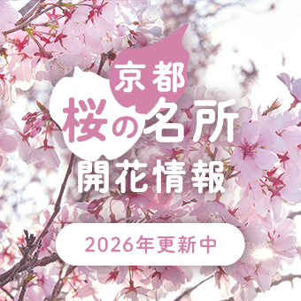 京都 桜の名所開花情報