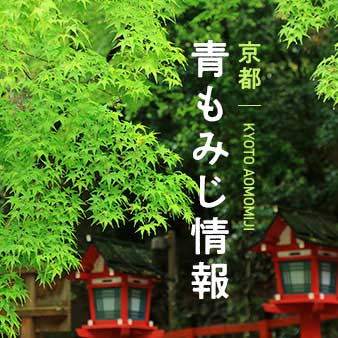 京都 青もみじ情報