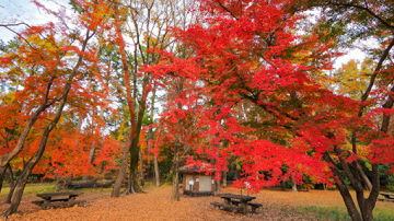 京都御苑