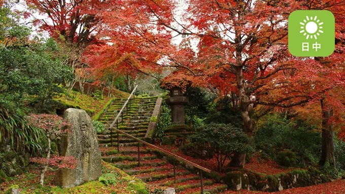 白龍園