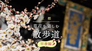 京都　草花を楽しむ散歩道〜早春編〜【見頃時季：2月〜3月】