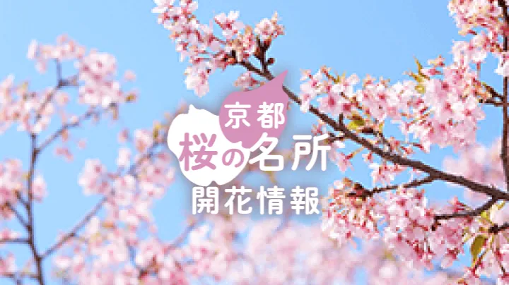 京都 桜の名所開花情報【見頃時季：3月下旬〜4月中旬】