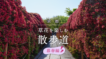 京都　草花を楽しむ散歩道〜暮春編〜【見頃時季：4月中旬〜5月】