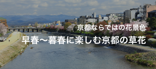 京都ならではの花景色早春〜暮春に楽しむ京都の草花