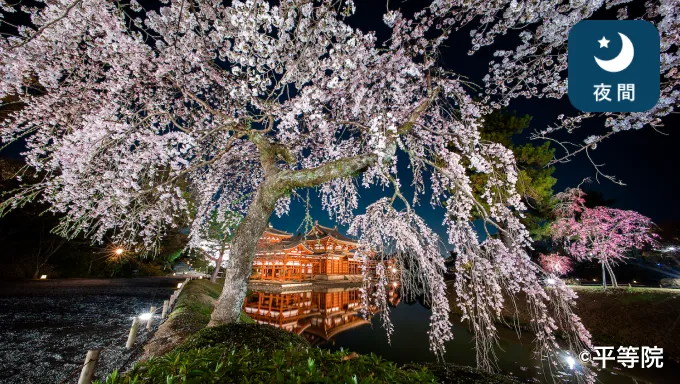 夜間 【事前申込】春の特別拝観プラン