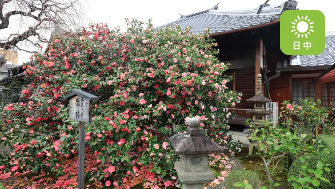 日中 【事前申込】春の特別拝観プラン