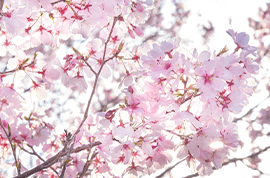 桜の名所開花情報