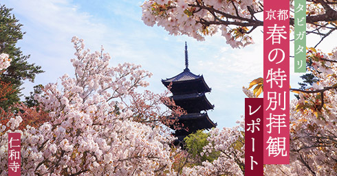 タビガタリ 京都春の特別拝観レポート 仁和寺