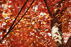 紅葉情報