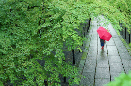 雨の日に行きたい京都