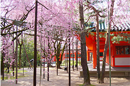 平安神宮 桜の神苑早朝特別参拝