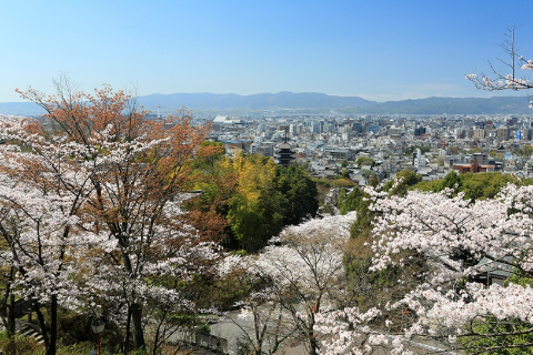 “定番”とあわせて巡りたい！京都“穴場”の桜スポット