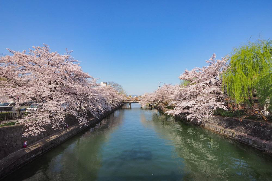 絵になる！ 京都の“川沿い”桜スポット 渡月橋・半木の道など