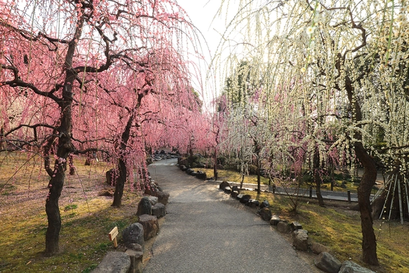 京都 梅の名所をご案内！ 北野天満宮・城南宮・東寺など