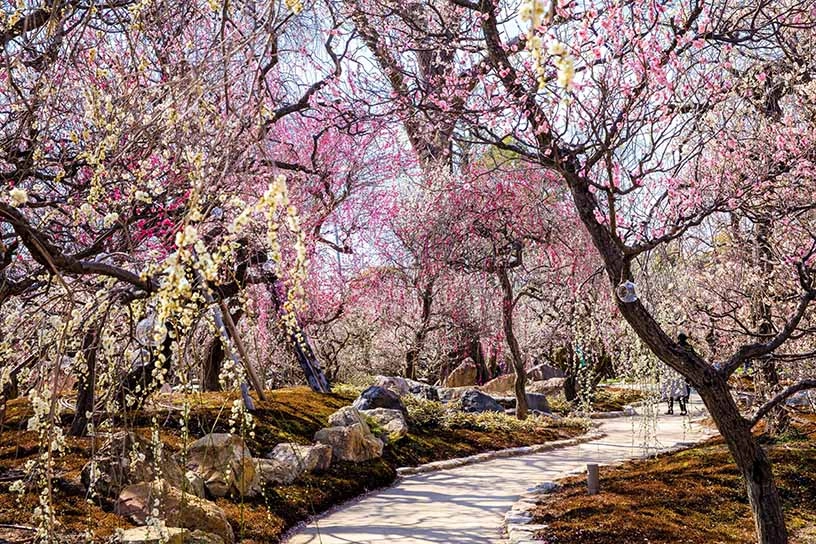 京都の梅名所 8選