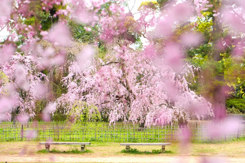 春に散策したい！京都御苑の見どころガイド