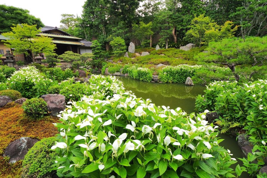 建仁寺 両足院　半夏生の庭園