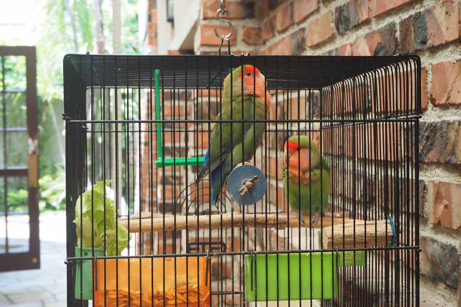 2羽のインコ