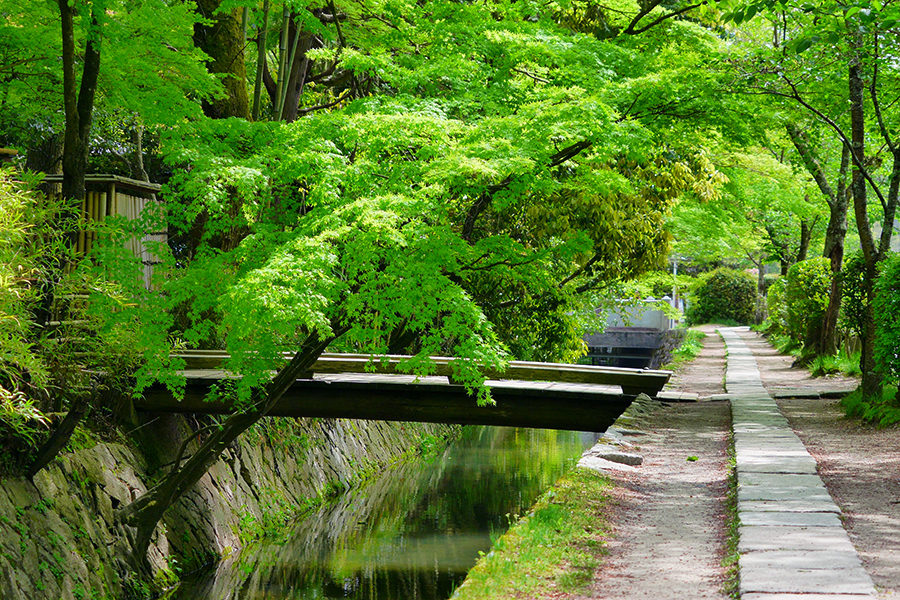初夏に愛でたい 京都の新緑風景4選 そうだ 京都 行こう