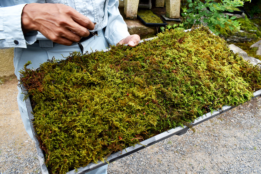 苔のはなし 京都の苔屋さん そうだ 京都 行こう