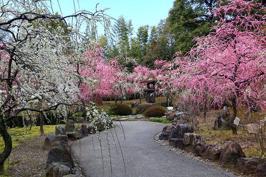 京都の梅の名所4選 北野天満宮 城南宮など そうだ 京都 行こう