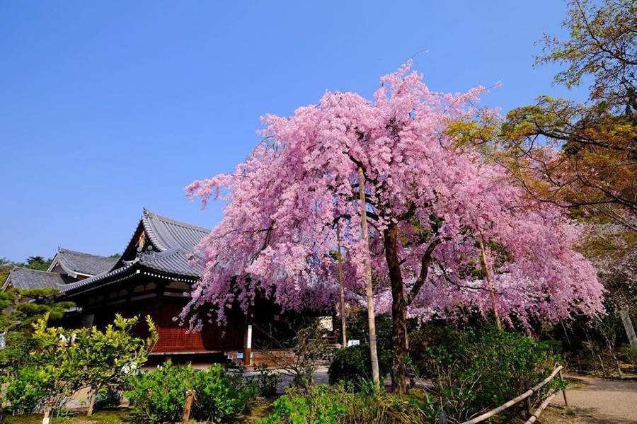 法金剛院から上賀茂神社まで 京都 お気に入り桜名所 そうだ 京都 行こう