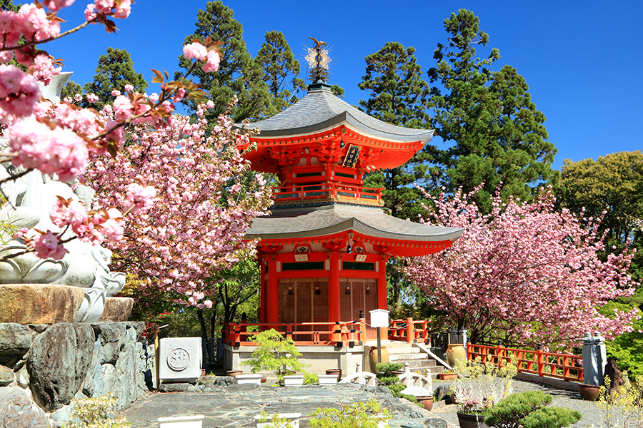 西山 正法寺から勧修寺まで 京都 お気に入り桜名所 そうだ 京都 行こう