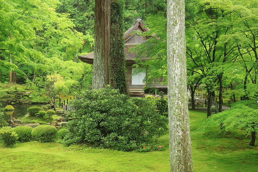 三千院 雨の日ならではの写真撮影を楽しもう｜そうだ 京都、行こう。