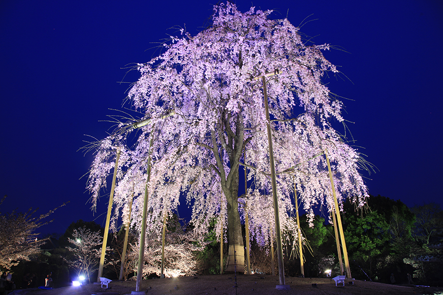 桜