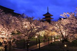 京都八景 醍醐桜帯 しだれ桜 五重塔 さくら満開の圧巻の帯 誂え