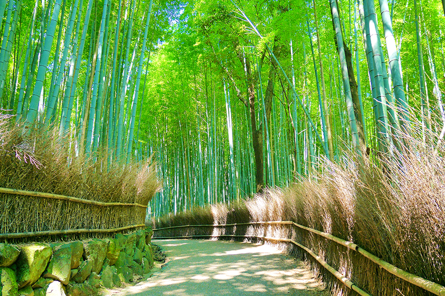 混雑回避 京都 嵐山を観光するなら 朝 おすすめ散策コース そうだ 京都 行こう