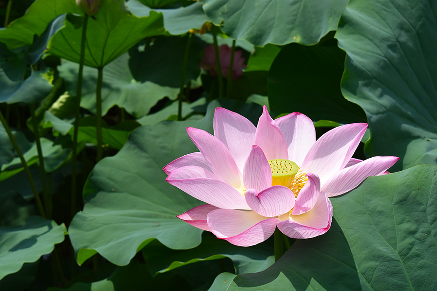 いま訪ねたい 京都 見頃の花名所 7 27更新 蓮の名所編 そうだ 京都 行こう