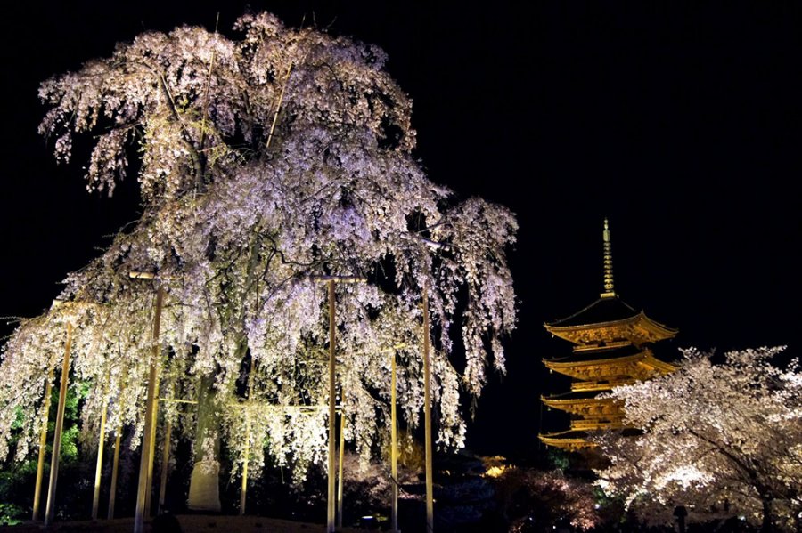 春の京都 おすすめ桜ライトアップと夜間特別拝観 そうだ 京都 行こう