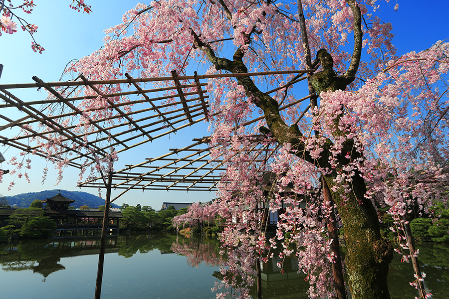 平安神宮 雅やかに咲く紅しだれ桜を撮る そうだ 京都 行こう