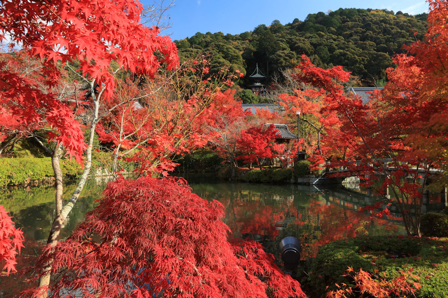 紅葉名所 永観堂 周辺の見どころ グルメ おみやげ そうだ 京都 行こう