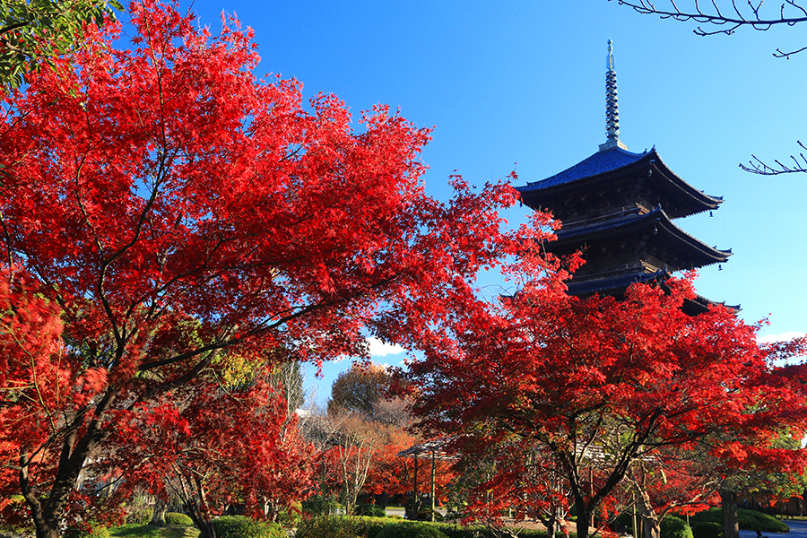 五重塔と紅葉2