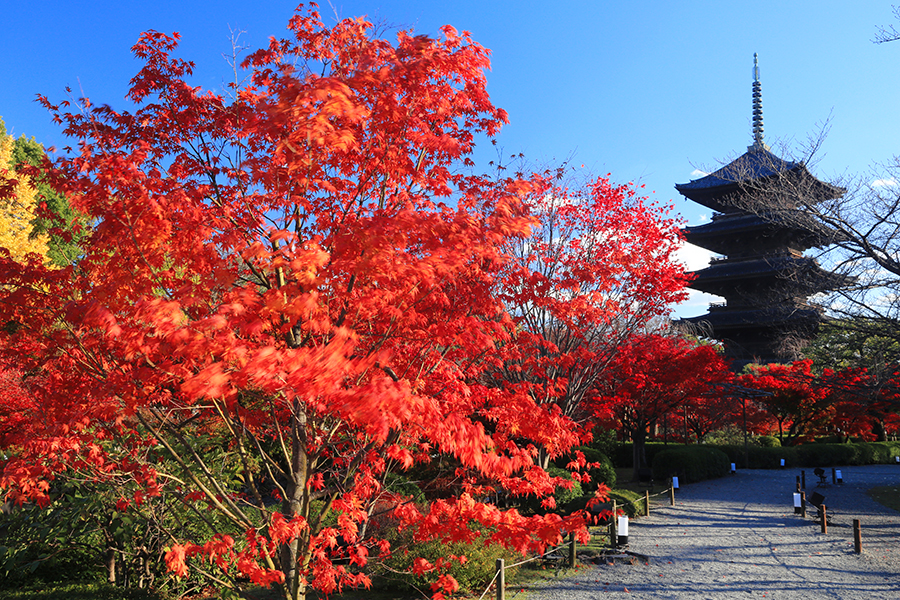 五重塔と紅葉3