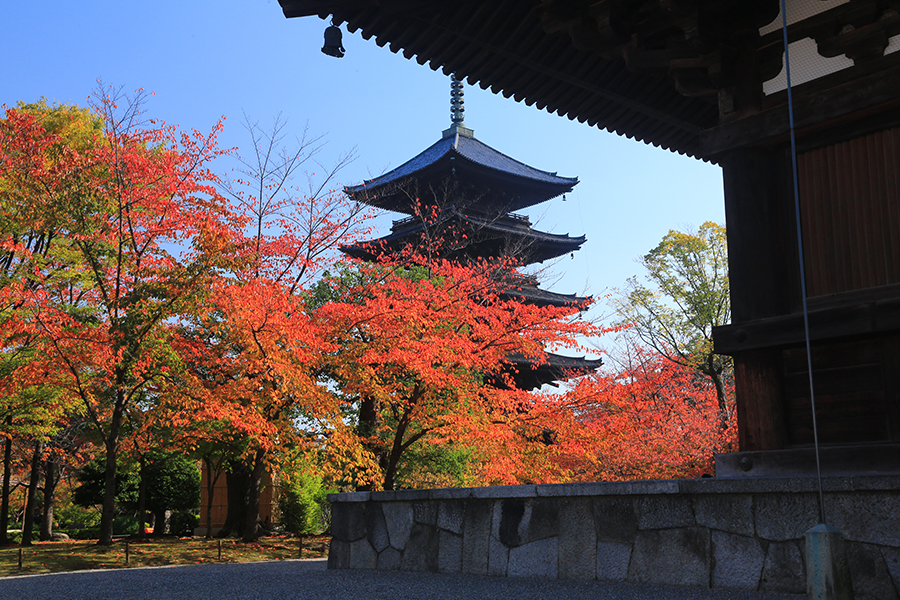 桜の紅葉と五重塔