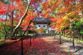 この週末、見頃の紅葉はドコ！？（2018/11/30更新）｜そうだ 京都、行