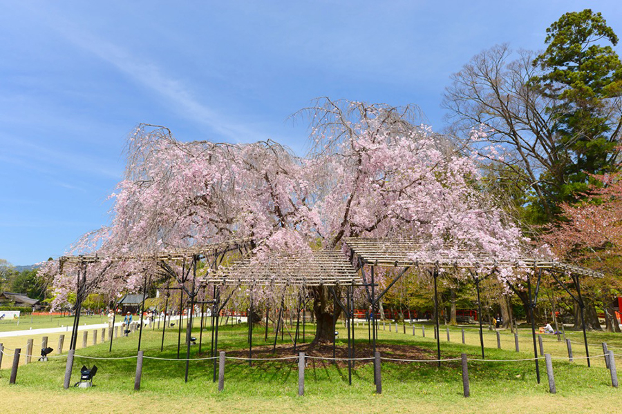 早朝からお花見ok 京都 桜名所ガイド そうだ 京都 行こう