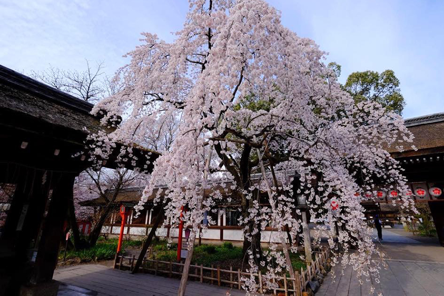 早朝からお花見ok 京都 桜名所ガイド そうだ 京都 行こう