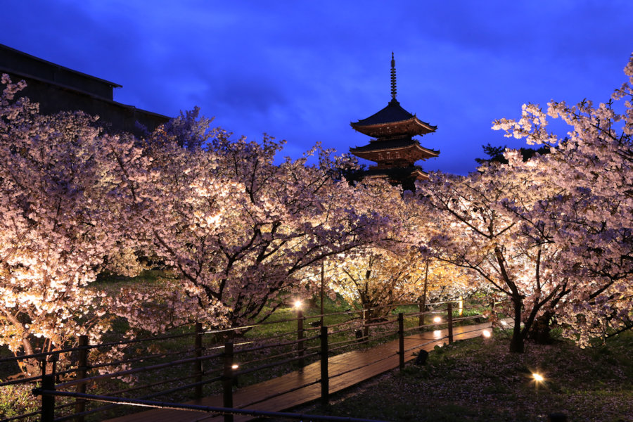 ゆっくり春を満喫 桜の名所 お花見特別プラン そうだ 京都 行こう