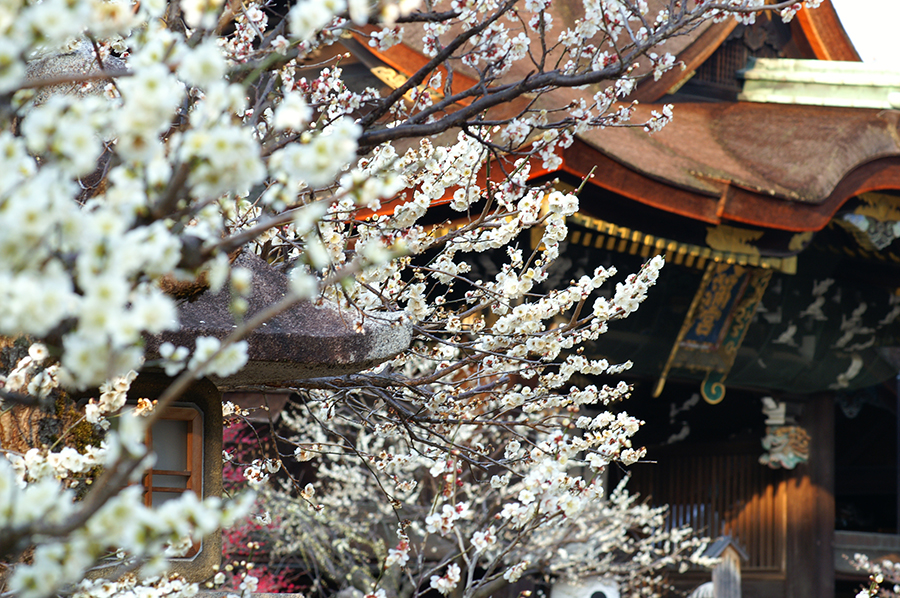 初春の香り満ちる“北野天満宮”で、観梅を満喫！｜そうだ 京都、行こう。