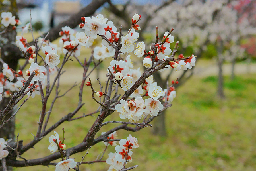 速報 京都の梅名所 現在の開花状況は そうだ 京都 行こう