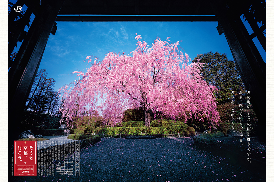 そうだ 京都 行こう の春を彩った 一本桜 そうだ 京都 行こう