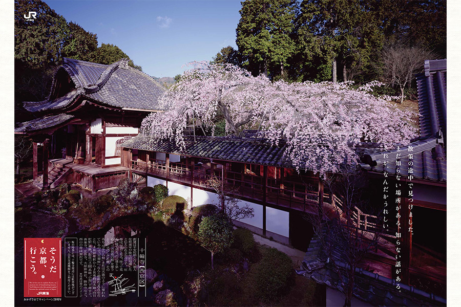 そうだ 京都 行こう の春を彩った 一本桜 そうだ 京都 行こう