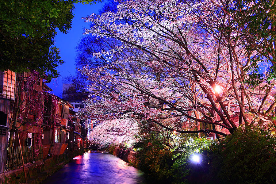 桜のライトアップが復活 祇園白川の見どころとおすすめスポットをご紹介 そうだ 京都 行こう