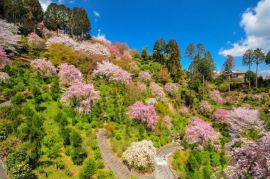 京都 遅咲きの桜名所7選 仁和寺 三千院ほか そうだ 京都 行こう
