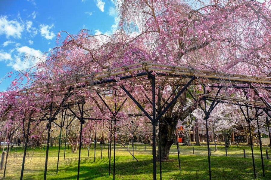 見頃予想 この週末 楽しめそうな桜名所はドコ 19 4 10更新 そうだ 京都 行こう